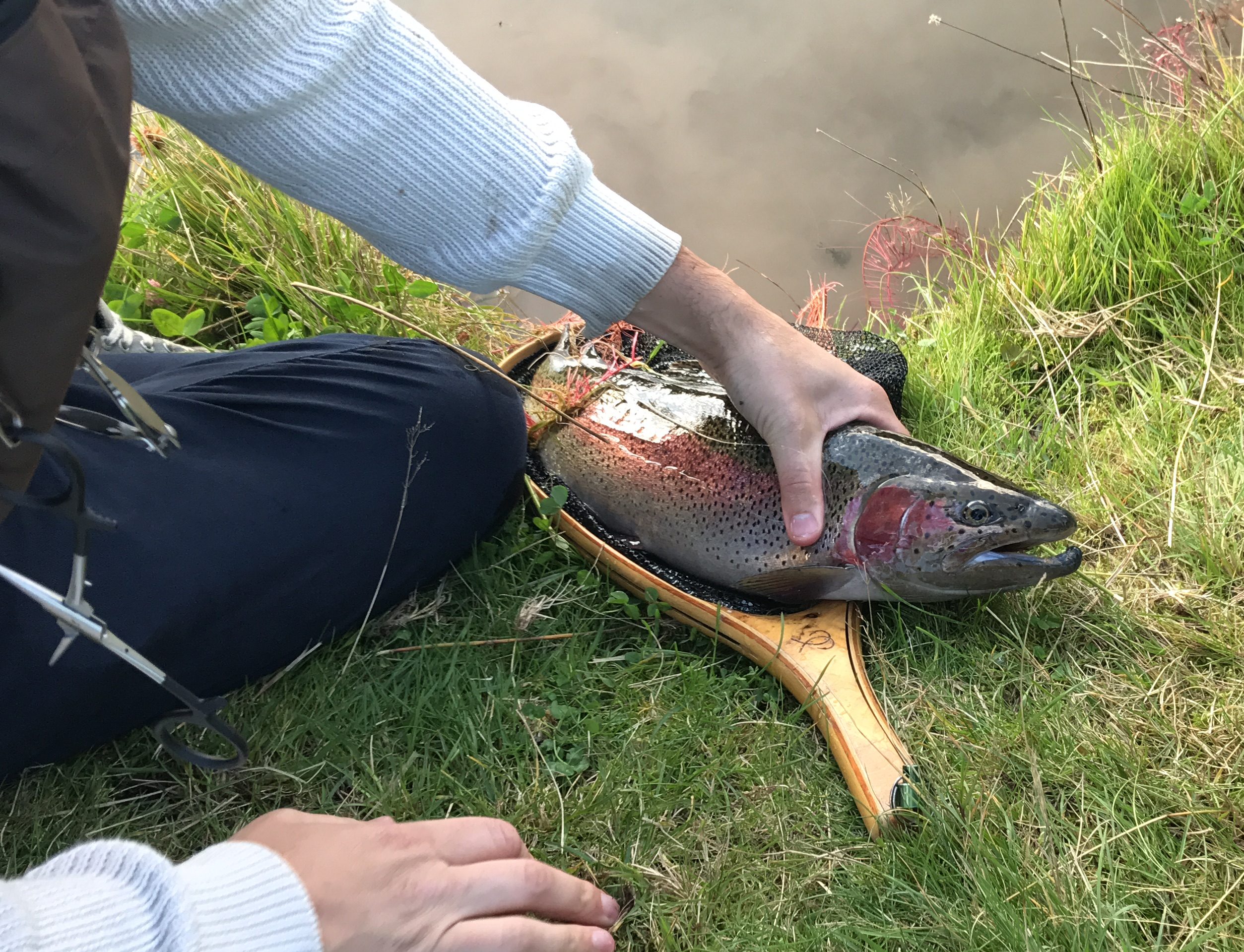 Titelfisken Titelfisken